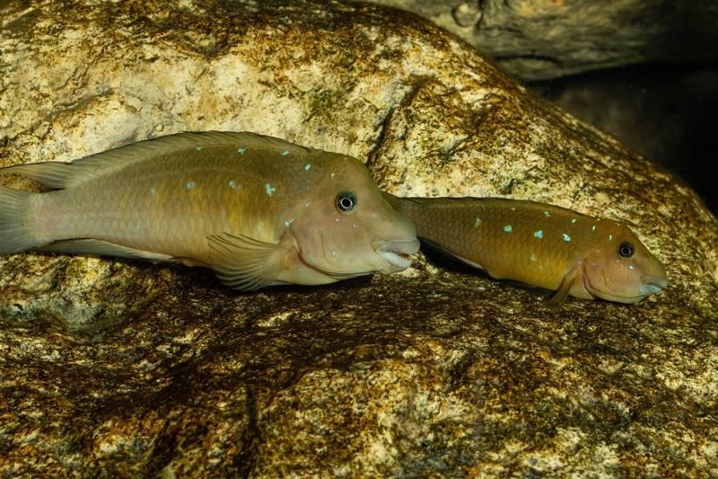 Spathodus marlieri 'Kagunga'